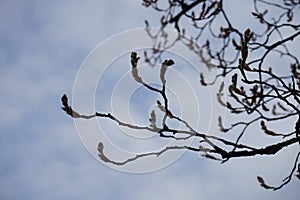 Blooming tree Amelanchier lamarckii in March. Berlin, Germany