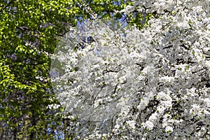 Blooming tree apple, plum, cherry, pear in spring time spring background with white flowers. Sunny day