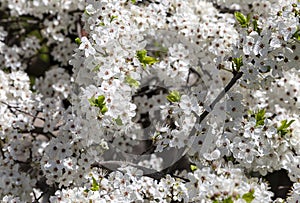 Blooming tree apple, plum, cherry, pear in spring time spring background with white flowers. Sunny day