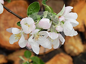 a blooming tree on a background of logs