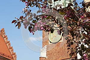 Blooming tree on the background of the tower