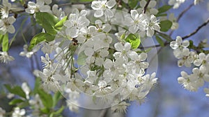 Blooming tree. Beautifully blossoming branch apple. White flower Apricot. Spring easter greeting card. Flowers Cherry