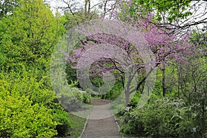 Blooming tree in a botanical garden