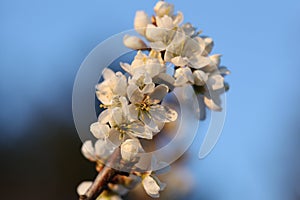 Blooming tree branch