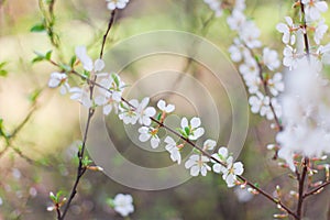 Blooming tree branch