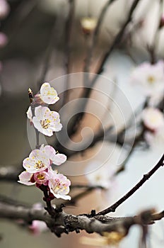 Blooming tree branch