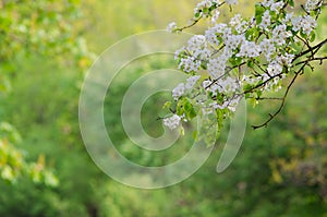 Blooming tree branch in blurred background in one spring sunny