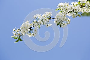Blooming tree branch at blye sky background