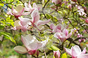 Blooming tree branch with pink Magnolia soulangeana flowers outdoors