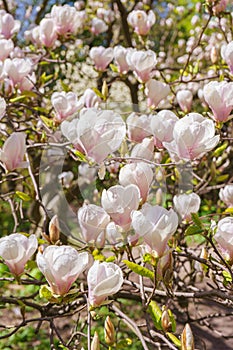 Blooming tree branch with pink Magnolia soulangeana flowers outdoors