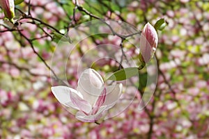 Blooming tree branch with pink Magnolia soulangeana flowers outdoors