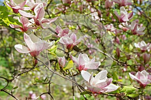 Blooming tree branch with pink Magnolia soulangeana flowers outdoors