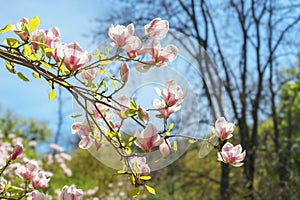 Blooming tree branch with pink Magnolia soulangeana flowers outdoors