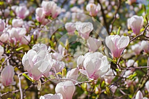 Blooming tree branch with pink Magnolia soulangeana flowers outdoors