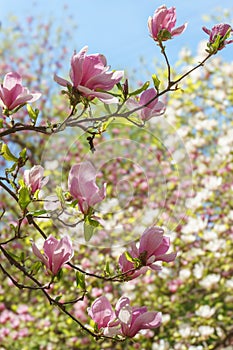 Blooming tree branch with pink Magnolia soulangeana flowers outdoors