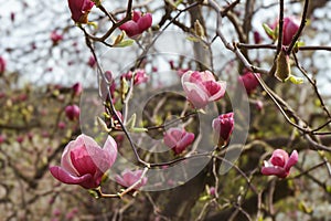 Blooming tree branch with pink Magnolia soulangeana flowers outdoors