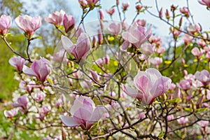 Blooming tree branch with pink Magnolia soulangeana flowers outdoors