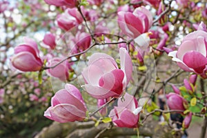 Blooming tree branch with pink Magnolia soulangeana flowers outdoors