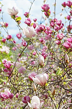 Blooming tree branch with pink Magnolia soulangeana flowers outdoors