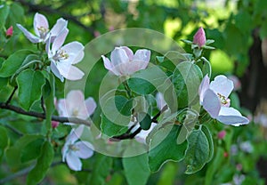 Blooming tree branch