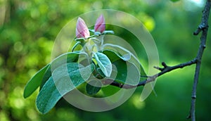 Blooming tree branch