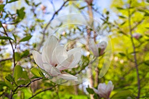 Blooming tree branch with white Magnolia soulangeana flowers outdoors