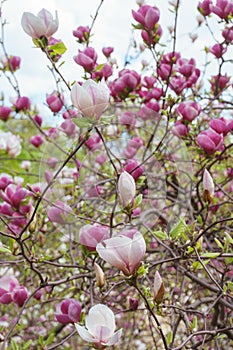 Blooming tree branch with white Magnolia soulangeana flowers outdoors