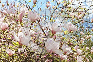 Blooming tree branch with white Magnolia soulangeana flowers outdoors