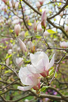 Blooming tree branch with white Magnolia soulangeana flowers outdoors