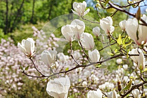 Blooming tree branch with white Magnolia soulangeana flowers outdoors