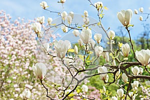 Blooming tree branch with white Magnolia soulangeana flowers outdoors