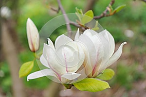 Blooming tree branch with white Magnolia soulangeana flowers outdoors