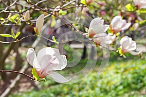 Blooming tree branch with white Magnolia soulangeana flowers outdoors