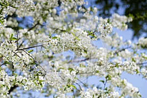 Blooming tree branches at blye sky background