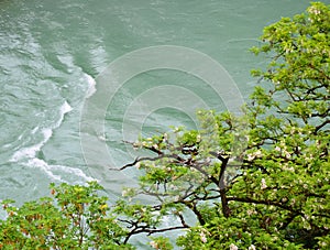 Blooming tree branches over river.