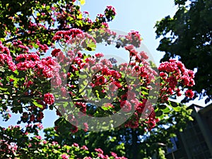 Blooming tree branches, Paul`s Scarlet Hawthorn  Crataegus Laevigata carmine-red flowers.