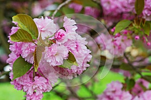 Blooming tree branches with pink flowers and leaves. Spring.