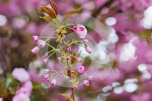 Blooming tree branches with pink flowers and leaves. Spring.