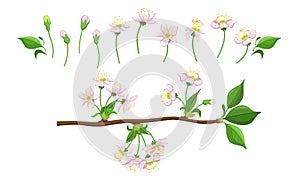 Blooming Tree Branches Set, Apple or Cherry Flower Blossom Stages, Pink Flower Flourish Process Vector Illustration