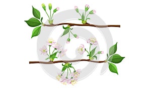 Blooming Tree Branches Set, Apple or Cherry Flower Blossom Stages Vector Illustration