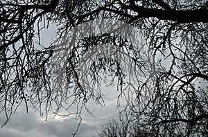 Blooming tree branches silhouette winter sky