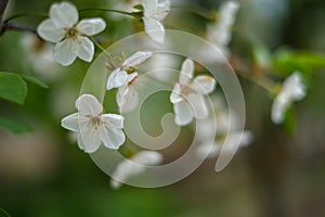 Blooming tree branches  with white flowers natural background