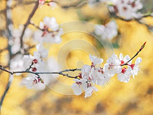 Blooming tree branches with white flowers. Watercolor background. Springtime in Ukraine. White sharp and defocused flowers