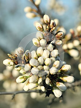 Blooming tree buds