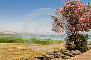 The Blooming tree on Coast of the Sea of Galilee, Israel photo