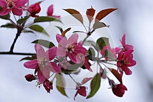 Blooming tree with defocussed backgrounds