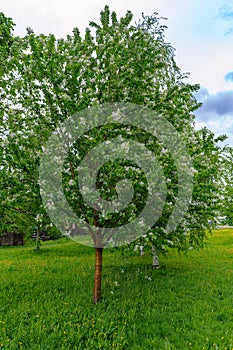 Blooming tree of European bird cherry (Prunus padus, Padus avium). photo