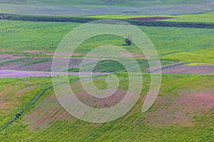 Blooming tree in the fields