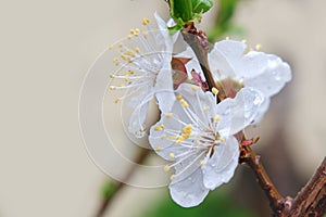 Blooming tree flower