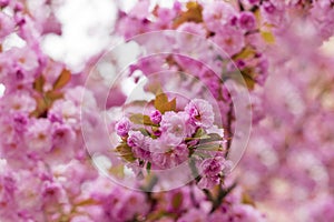 Blooming Japanese cherry tree or sakura in the spring.